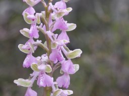 Anacamptis_morio_rose_La_Ercina_Picos_de_Europa-min